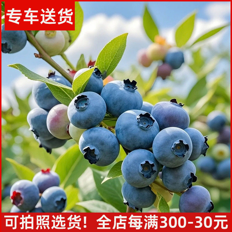 1.2~1.4米大型蓝莓树盆栽果树