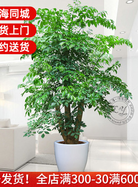 1.8~2.5米幸福树盆栽 植物办公室内花卉大树桩造型客厅大型绿植
