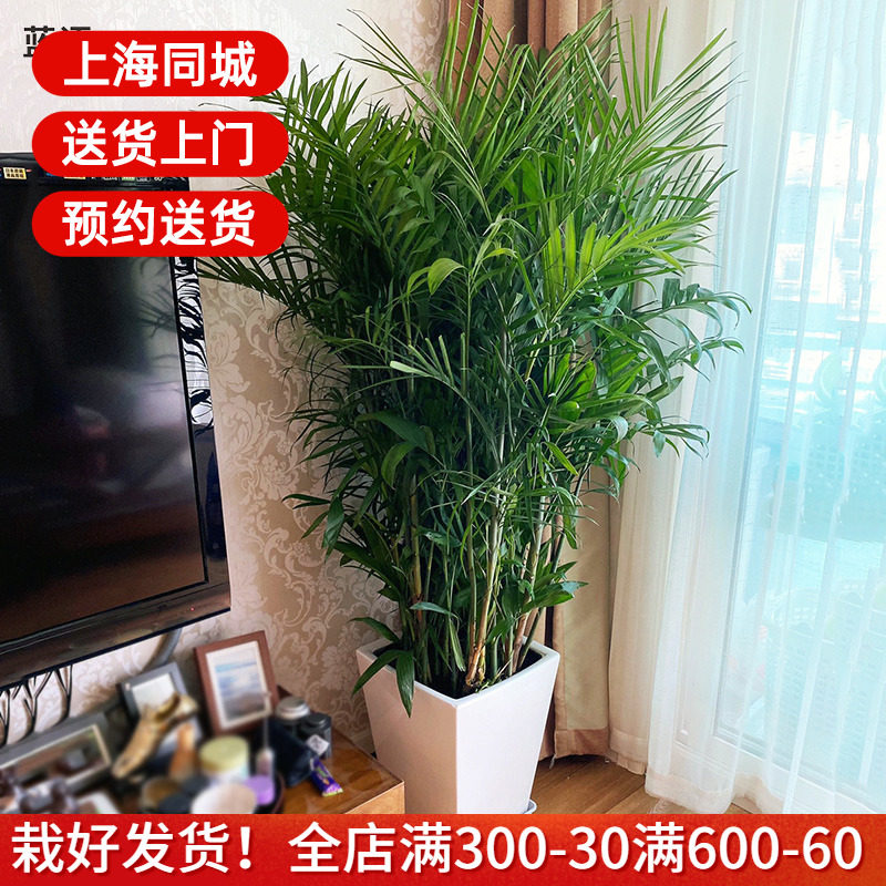 夏威夷椰子盆栽 富贵椰子 室内耐阴大型绿植花卉客厅办公室植物