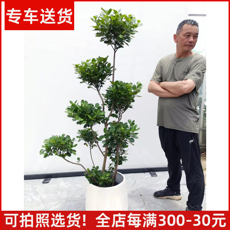【可拍照选货】造型金钱榕盆栽