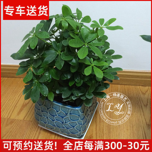 鸭脚木盆栽鸭掌木鹅掌柴绿植植物