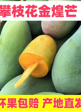 四川攀枝花金煌芒果当季整箱水果大青芒水果金煌芒