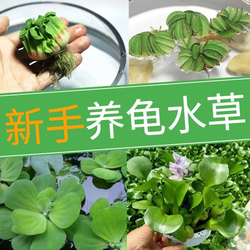 浮萍水草养龟套餐鱼缸古法养鱼净化水质水培水芙蓉圆心萍龟缸造景