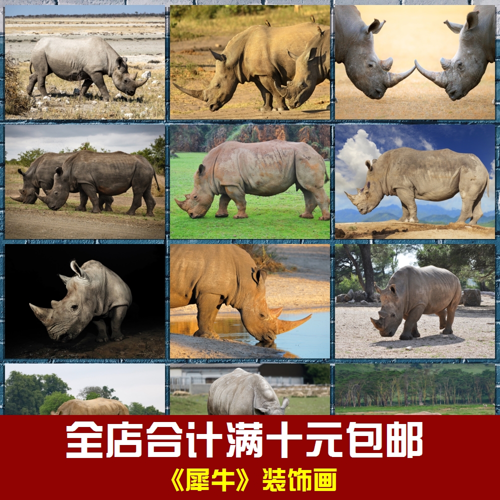 犀牛海报丛林野生动物相框墙画贴画挂画儿童房卧室书房学校装饰画图片