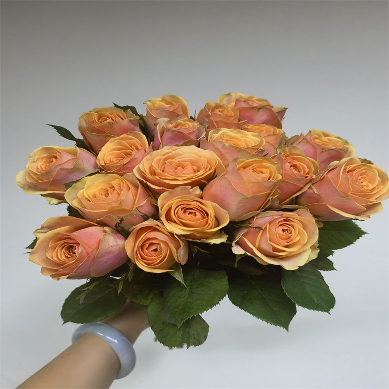 迪威娜复古玫瑰鲜花大朵鲜切月季花卉家用插花情人节生日同城速递