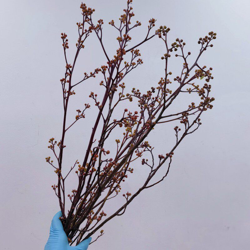 灯台鲜花木本鲜切枝花材水养灯苔家庭花办公室中式瓶插花同城速递