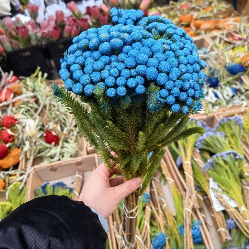 南非进口彩色珊瑚果鲜切花可做干花水培家庭办公室鲜花速递花期长