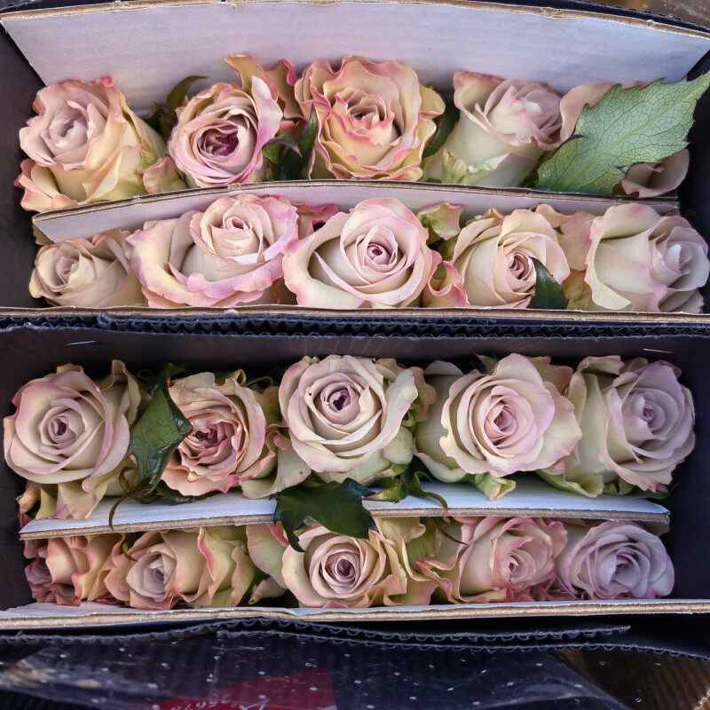 新品种海洋之心玫瑰花鲜切大花紫色月季花水养插花送闺蜜鲜花礼物