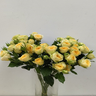 牛油果蔷薇多头泡泡玫瑰花束办室水养插花情人节花送朋友同城速递