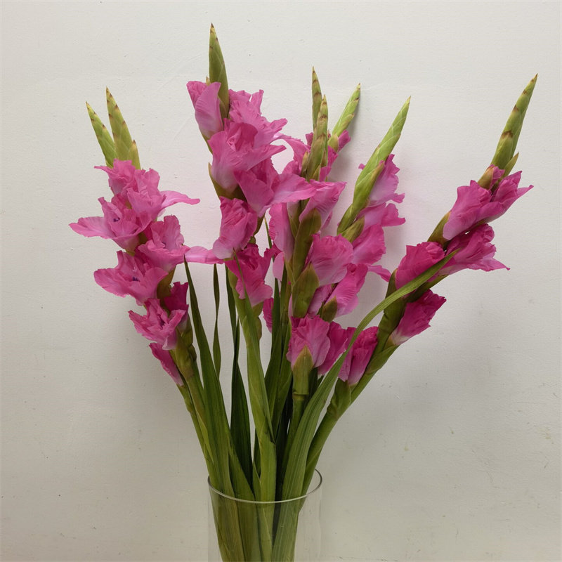 剑兰鲜切花桃红色节节高家内观赏前台花水培同城鲜花速递生日插花