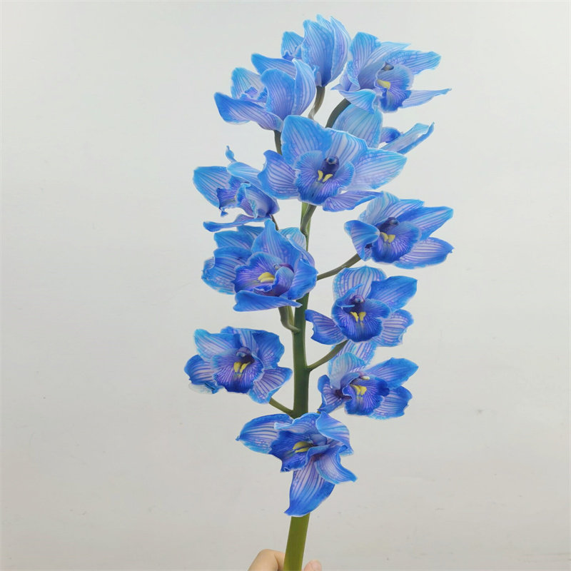 进口大花惠兰鲜切花吸色兰鲜花