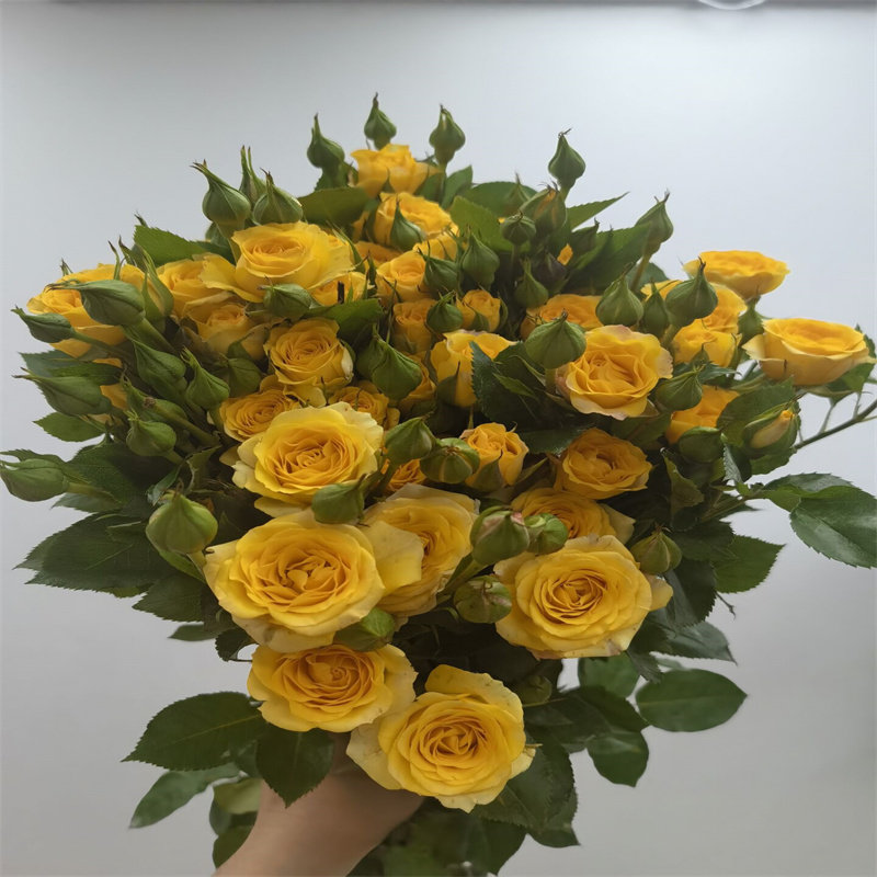 黄蔷薇多头梦幻泡泡玫瑰花束办室水养插花情人节花送朋友同城速递