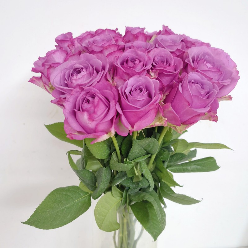 嫣然紫色玫瑰花大朵鲜切月季花情人节花束昆明基地直发水养鲜花卉