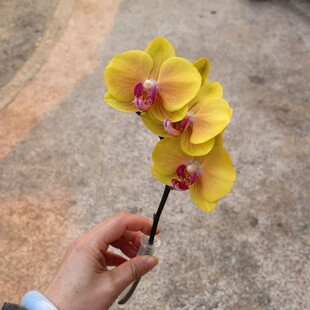 多品种蝴蝶兰鲜切花水养花期长轻奢鲜花家庭办公室插花婚庆手捧花