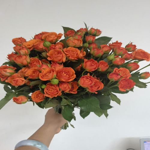 芭比泡泡玫瑰花橙色多头蔷薇