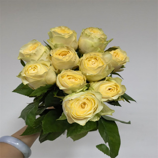 奶油杯玫瑰鲜花暖玉家庭插花情人节花束婚礼花艺北京同城鲜花速递