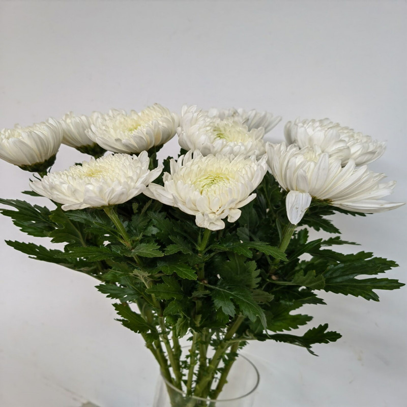 清明节白菊花鲜花中元节扫墓菊花哀悼思念花期长北京同城鲜花速递