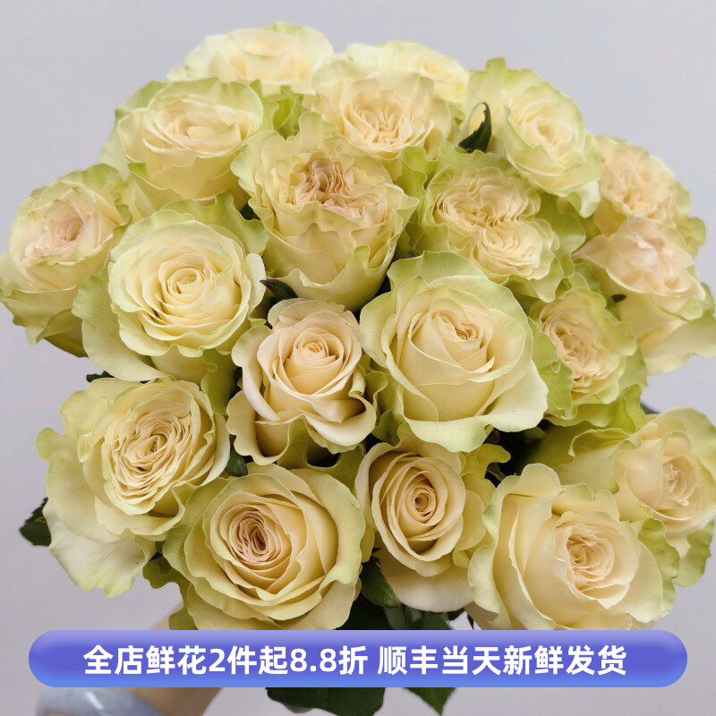 上官婉儿玫瑰花卷边月季水养家庭花卉情人节鲜花生日礼物同城速递