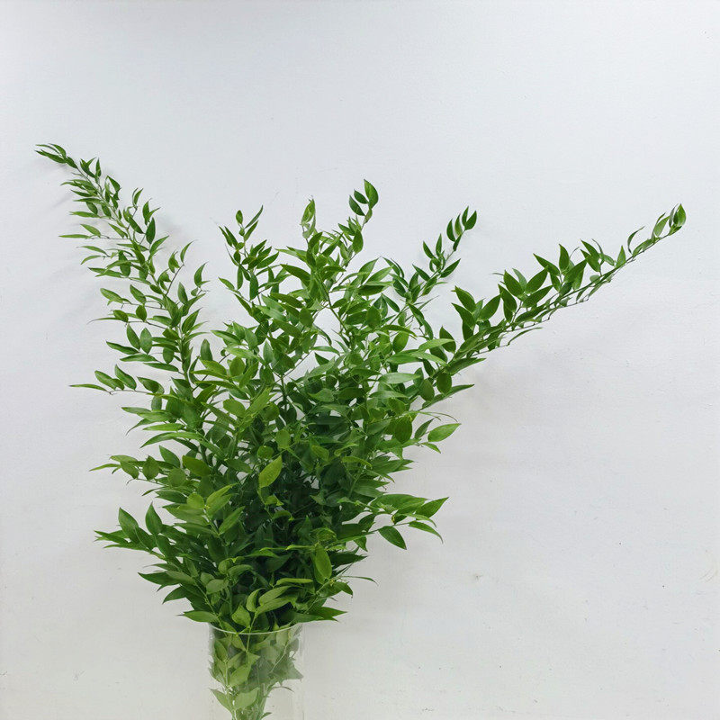 口熊猫竹鲜切枝条水培花卉