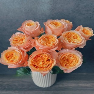 奥斯汀花型入梦玫瑰花多层鲜切月季花水养情人节鲜花北京同城速递