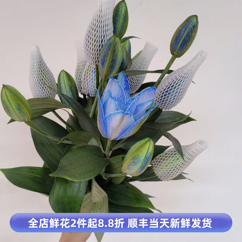 冰蓝吸染重瓣百合花滑雪板
