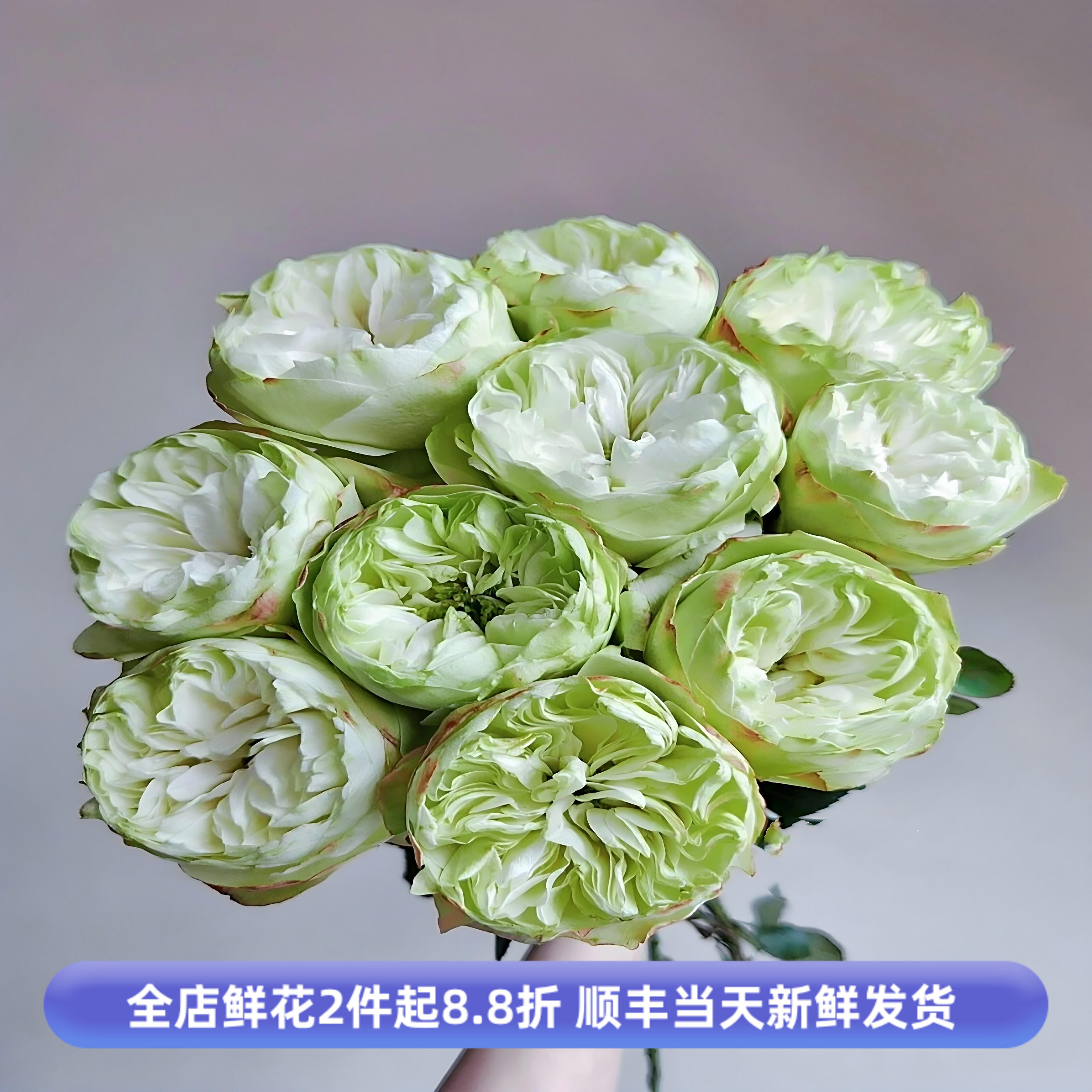新品夏雨荷玫瑰鲜切花小众水养