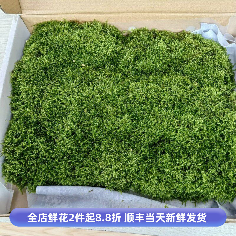 进口苔藓新鲜植被盆景绿植