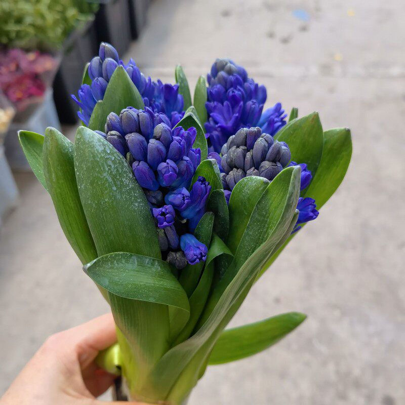 国产高端花卉风信子鲜切花水养