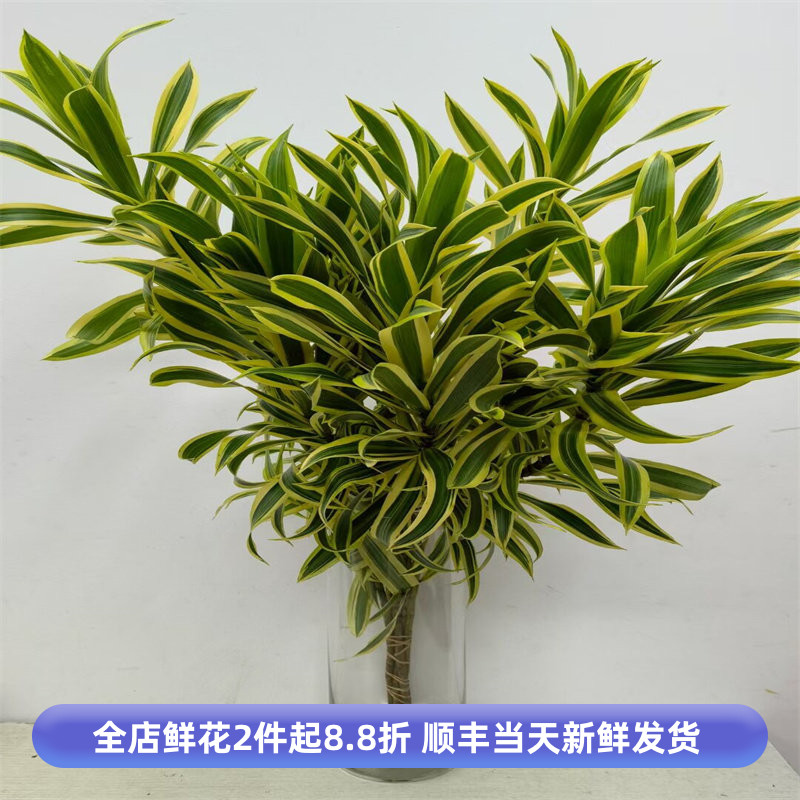 日本进口百合竹高级观赏鲜切枝