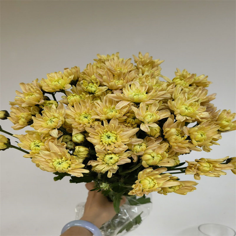 超长花期小雏菊鲜花多头香槟色小菊花束生日花每周一花星期花水养