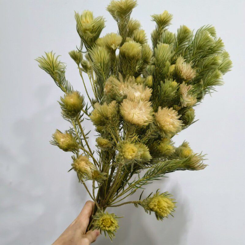 南非进口金鹅绒鲜花小众花水养