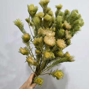 南非进口金鹅绒鲜花小众花水养鲜切花家庭办公室插花可做干花装饰