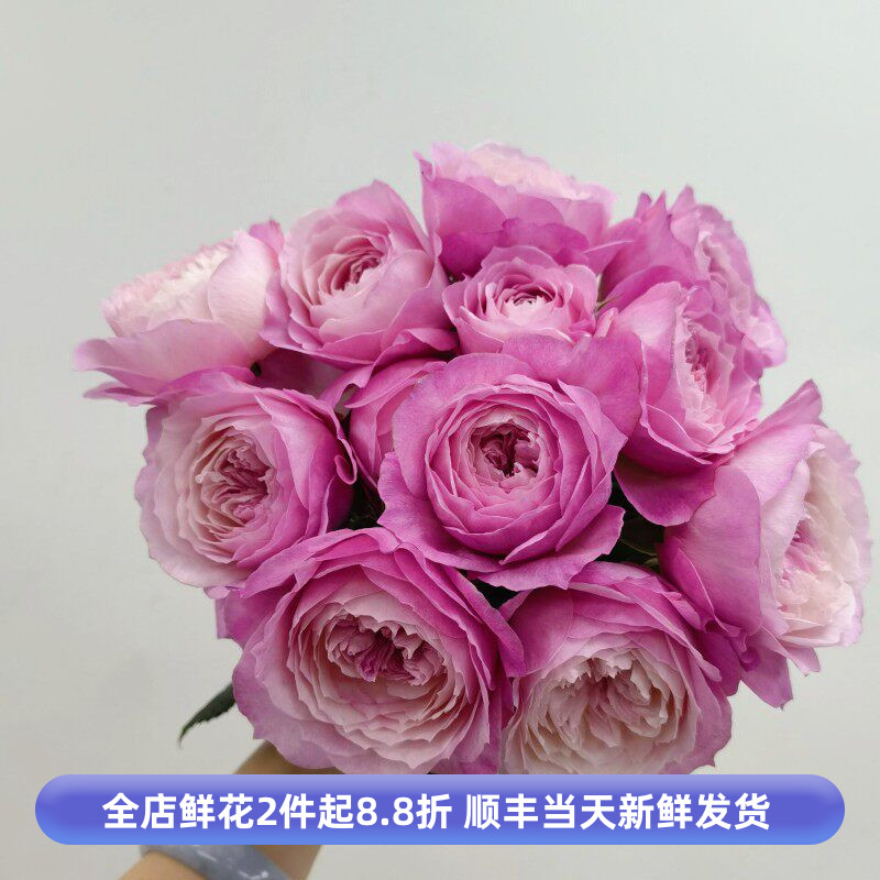 奥斯汀玫瑰粉凯拉重瓣小花型有香味鲜切月季花情人节花束北京同城