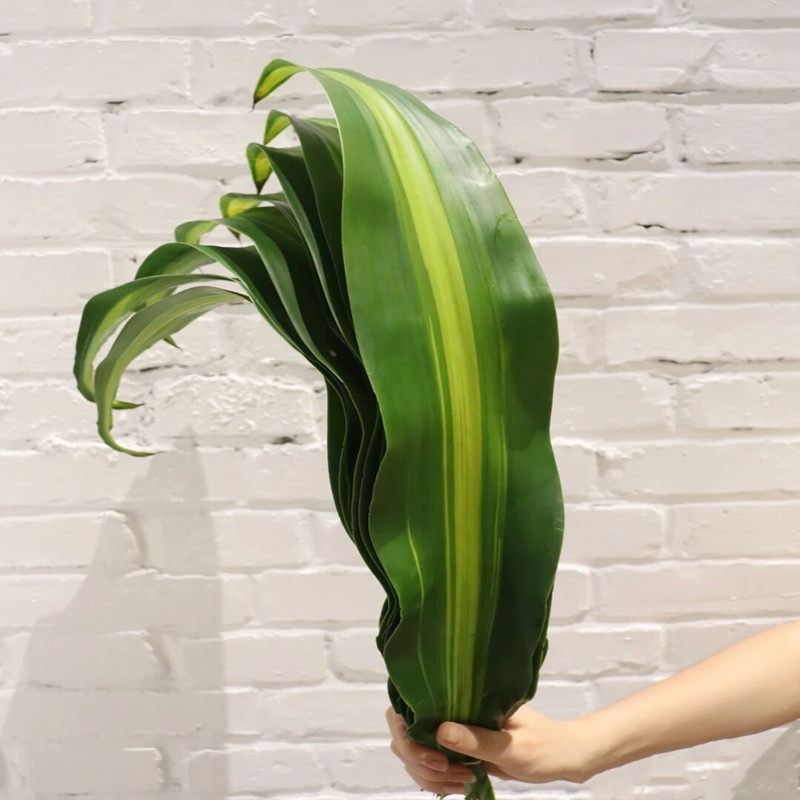巴西叶春兰叶剑叶鲜切叶材水培花艺造型配叶婚礼插花百搭叶子植物