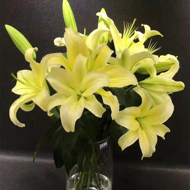 黄天霸百合花多头香水百合前台家用商务插花水养新鲜发货同城速递