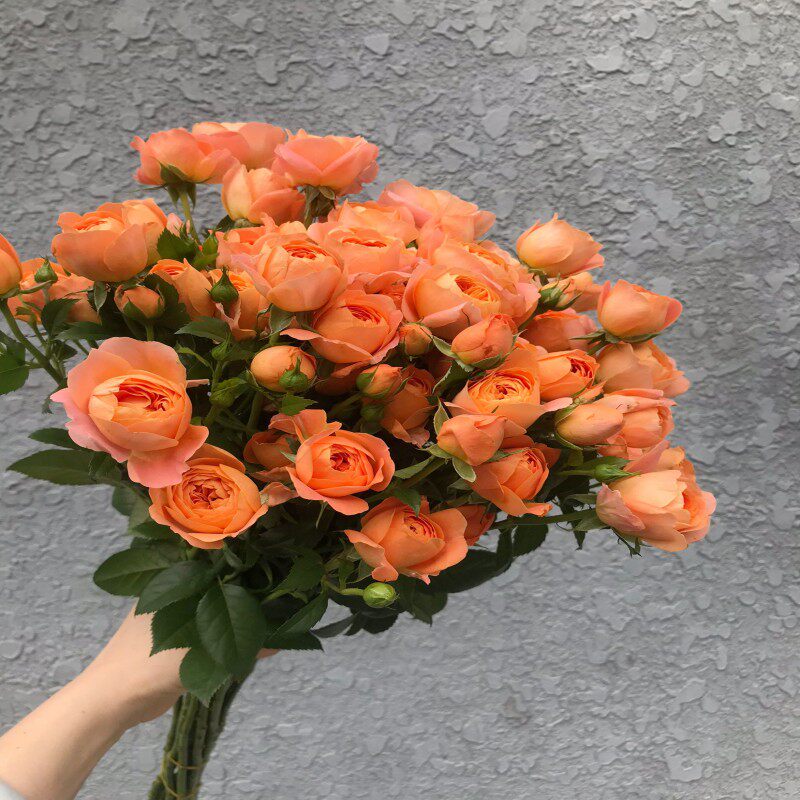 果汁阳台泡泡蔷薇花多头玫瑰鲜花