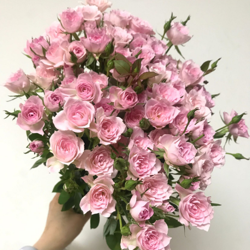 稀有粉色完美甜蜜多头玫瑰鲜花