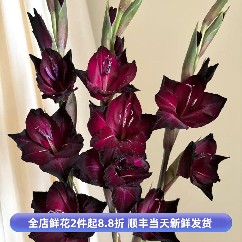 百搭黑海节节稀有色配花时间剑兰