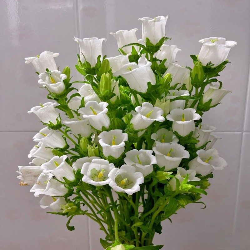 风铃草鲜花铃铛花灯笼花鲜切花家用水养插花节日花束北京同城速递