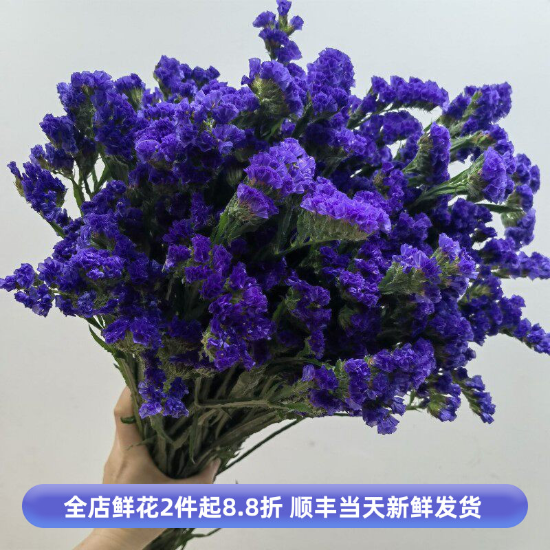 勿忘我鲜切花多种颜色可做干花家庭装饰永生花情人节鲜花同城速递
