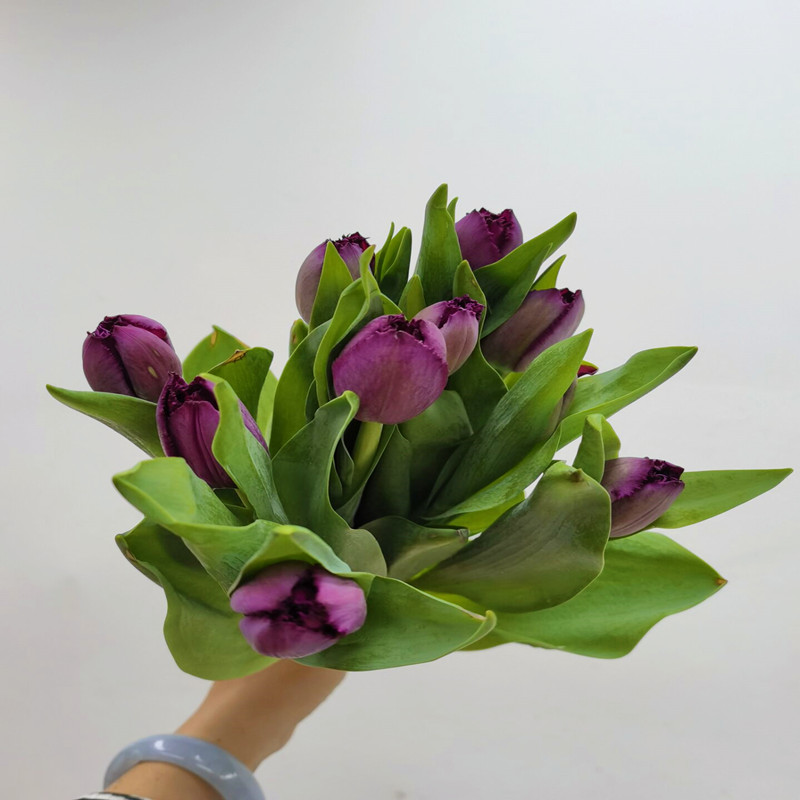 复古紫重瓣毛边郁金香鲜花