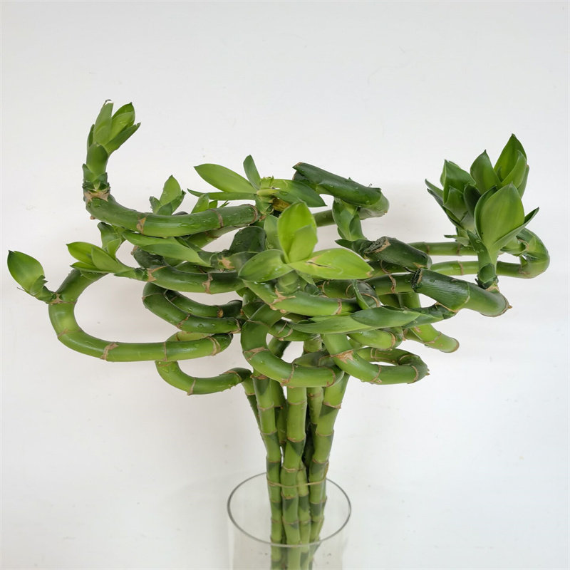 转运竹水培植物花卉开运竹客厅弯竹绿植室内水养同城鲜花速递包邮