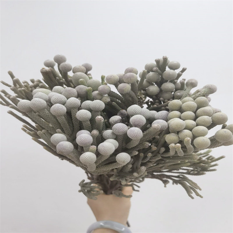南非进口珊瑚果稀有冷灰银鲜花