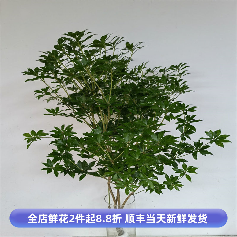 进口马醉木水培植物鲜切枝