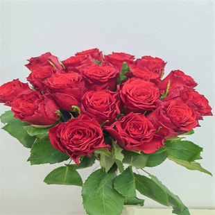 复古红玫瑰传奇鲜切月季大朵情人节花束家庭前台插花水养同城速递