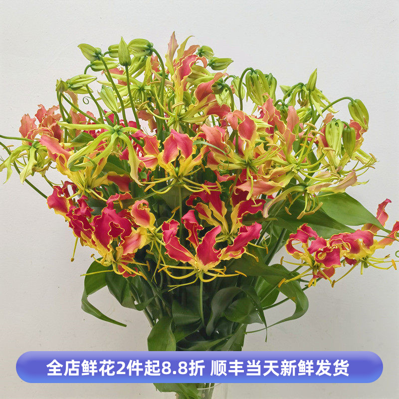 进口日本嘉兰橘色红色高品花材