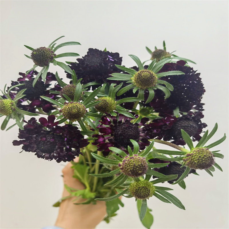 松虫草鲜花家用客厅插花婚礼手捧花水养鲜切花情人节花束同城速递