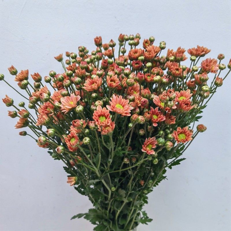 雏菊花期长多头小菊花水养办公室插花情人节花束北京同城鲜花速递