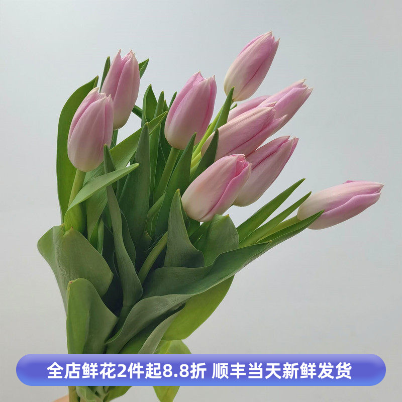 进口粉色郁金香鲜切花婚礼