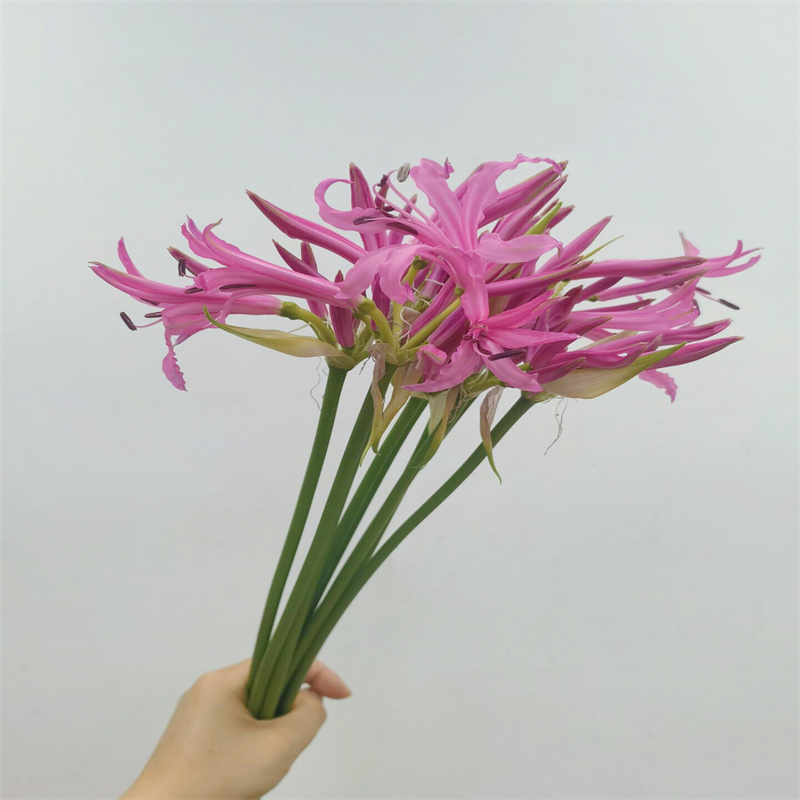 深粉石蒜彼岸花鲜切曼珠沙华花期长北京鲜花速递家用插花前台花卉